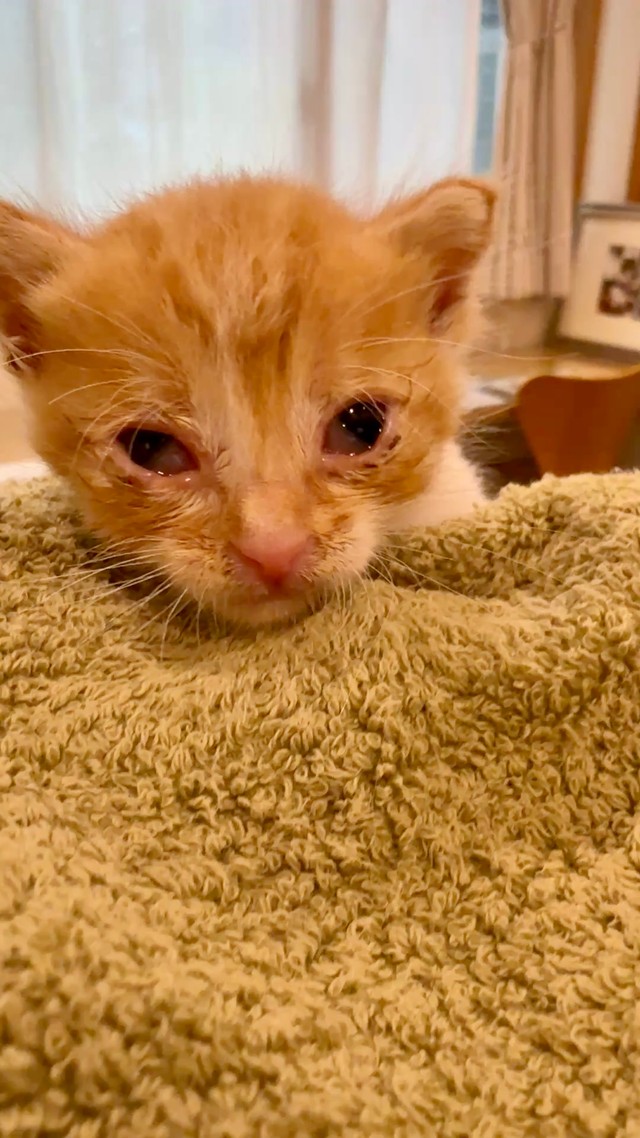 最初に病院に連れてこられたときの子猫チャン。目ヤニを拭いて、何とか目が開きました。