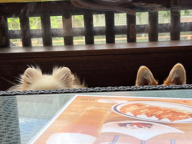 耳だけ出してる姿が可愛い！（提供：たぬらにあんさん）