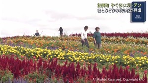 色とりどりの秋の花が見頃　宮城・加美町のやくらいガーデン