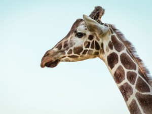 宿題を忘れて謝った私に先生は言った。「先生、家でキリン飼ってるんだ。信じてくれる？」