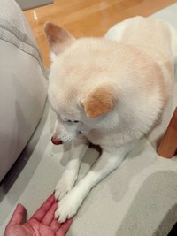 （キャプション）気持ちが通じ合っているかのよう。飼い主さんの手にそっと両前足を添えるユキちゃん（画像提供／たまgoさん）