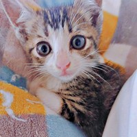 保護直後、生後1,2カ月ほどだった小さなトラヴィスくん（画像提供：にくきゅうさん）