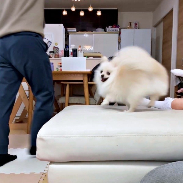 ソファの上に登ったおーちゃん（画像提供：ポメラニアンのにんじゃ家さん）