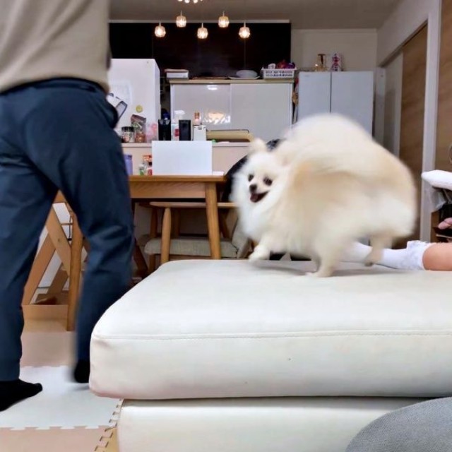 ソファの上に登ったおーちゃん（画像提供：ポメラニアンのにんじゃ家さん）