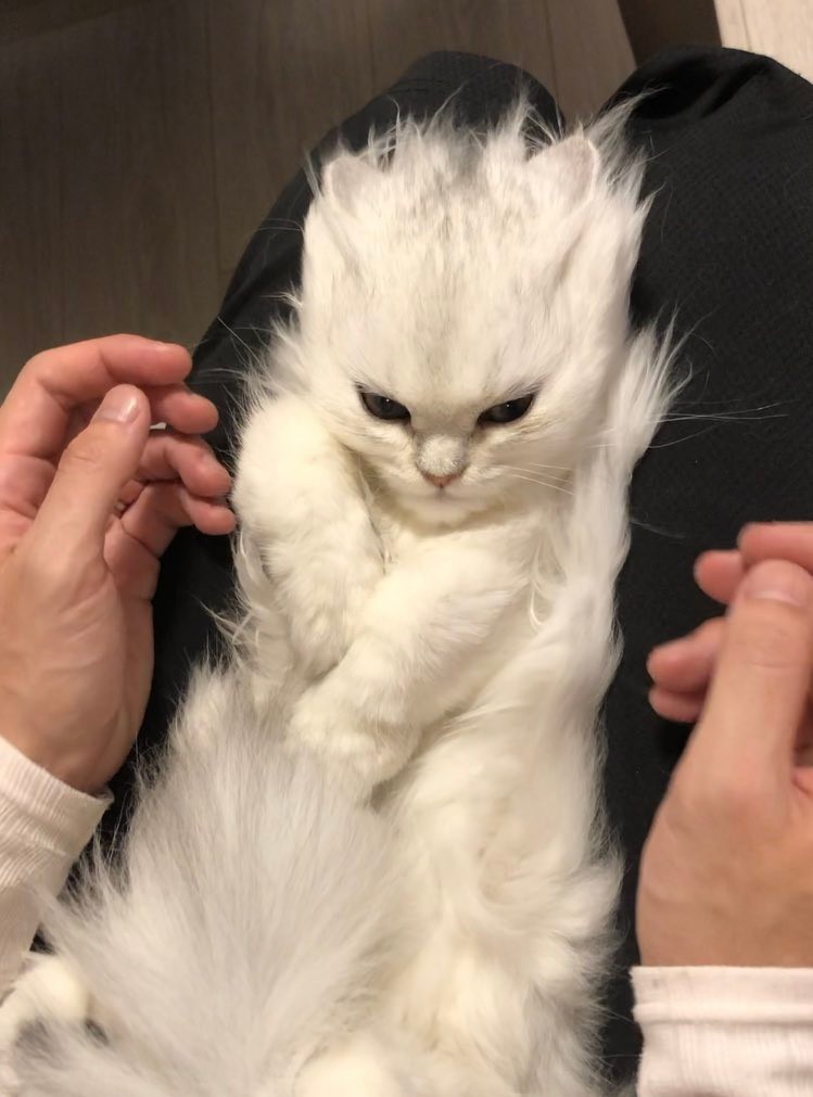 スーパーサイヤ猫」が話題 コウメちゃんは子猫なのに目力パワー