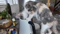 容器に顔や手をつっこむおかゆちゃん（提供：おかゆ生活さん）
