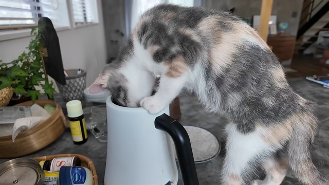 容器に顔や手をつっこむおかゆちゃん（提供：おかゆ生活さん）