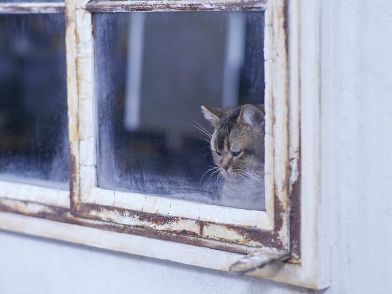 『夏への扉ーキミのいる未来へー』©2021 映画「夏への扉」製作委員会
