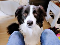 仕事中の飼い主さんのもとにやって来た翡翠くん（画像提供：翡翠（ひすい）さん）