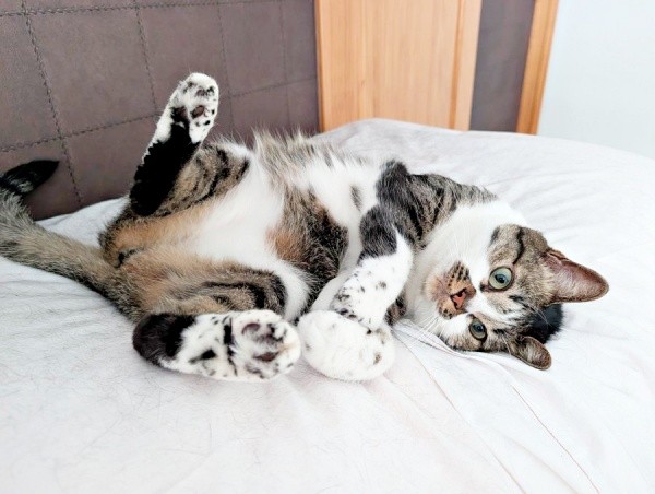 へそ天でジーッ！ 甘え上手なかるびちゃん（画像提供：みけねこざっきーさん）