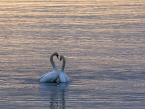 乙女心に要注意。結婚後に出会った彼にときめいて、胸が苦しい
