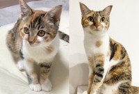 子猫時代と現在。すくすくと成長したひなちゃん（画像提供：ひなてまリンさん）