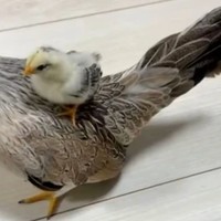 ひよこジャンプ！！（提供：川嘘さん）※一部トリミング
