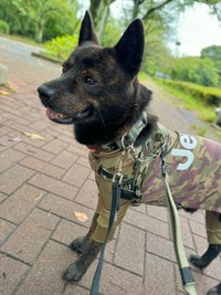 安心して外出やお散歩を楽しめますように（画像提供：甲斐犬 黒虎さん）