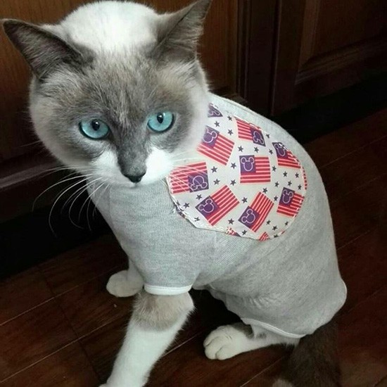 お洋服を着ておしゃれしてみたよ