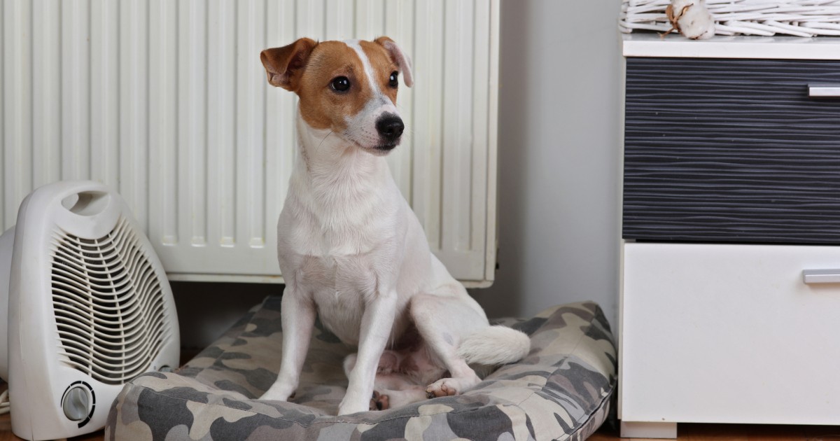 冬に増える犬や猫の感電事故 暖房器具に要注意 電気コードも危ない 犬 猫との幸せな暮らしのためのペット情報サイト Sippo
