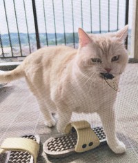 恐怖の瞬間…（写真提供：ミギーさん）