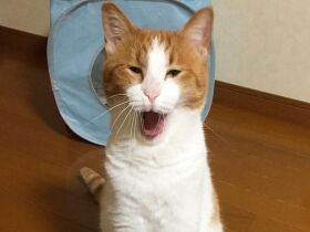 「かまって～」猛アピールする猫　バレーボール中？の犬も〈sippoおもしろ写真〉