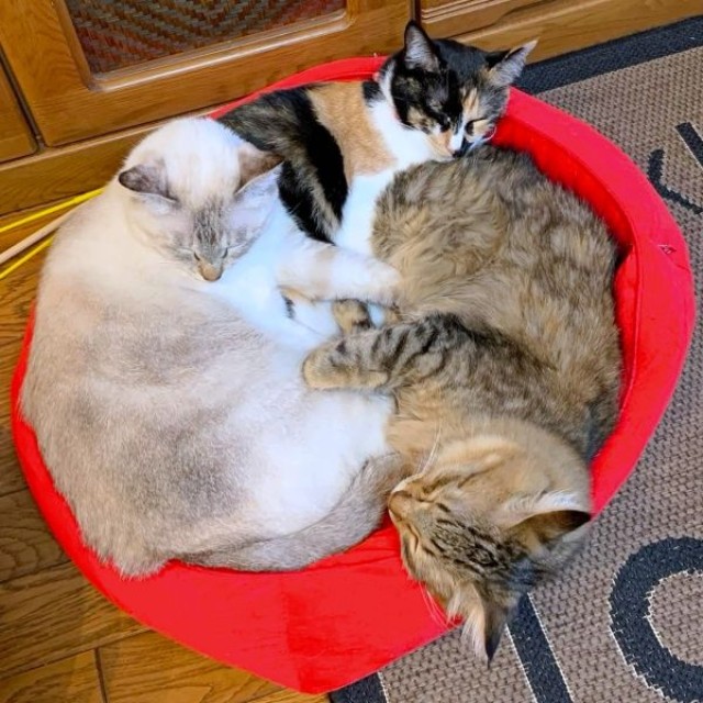 仲良く猫団子になって眠るももこちゃんたち（画像提供：ともねぇさん）