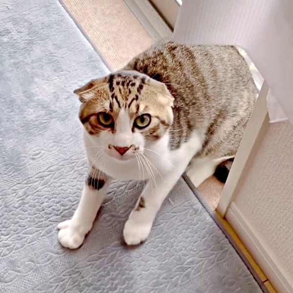 カーテンの裏に隠れて警戒するそぼろくん（画像提供：おかかとそぼろの成長記録さん）