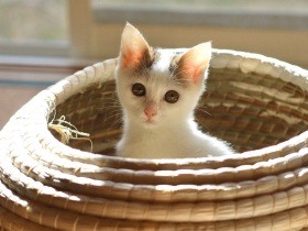 しっぽがリバーシブルよ　ちゅ～るで猛獣と化す三毛猫「へちま」