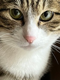 目で語ることもある＝おすよさん（@osuyolupin3）提供