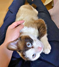 膝上でゴロンと寝そべるりぶちゃん（画像提供：べじたりあん。さん）