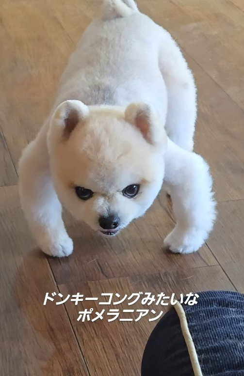 独特すぎる座り方をするポメラニアンの動画が話題に（「ポメラニアンのマメすけ」さん提供、Instagramよりキャプチャ撮影）