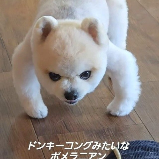 独特すぎる座り方をするポメラニアンの動画が話題に（「ポメラニアンのマメすけ」さん提供、Instagramよりキャプチャ撮影）