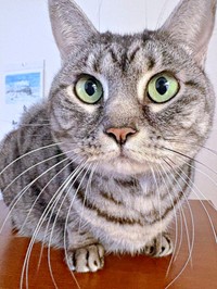 まん丸なお顔と体にフォルムが愛らしいうめちゃん（画像提供：燦巻しおんさん）