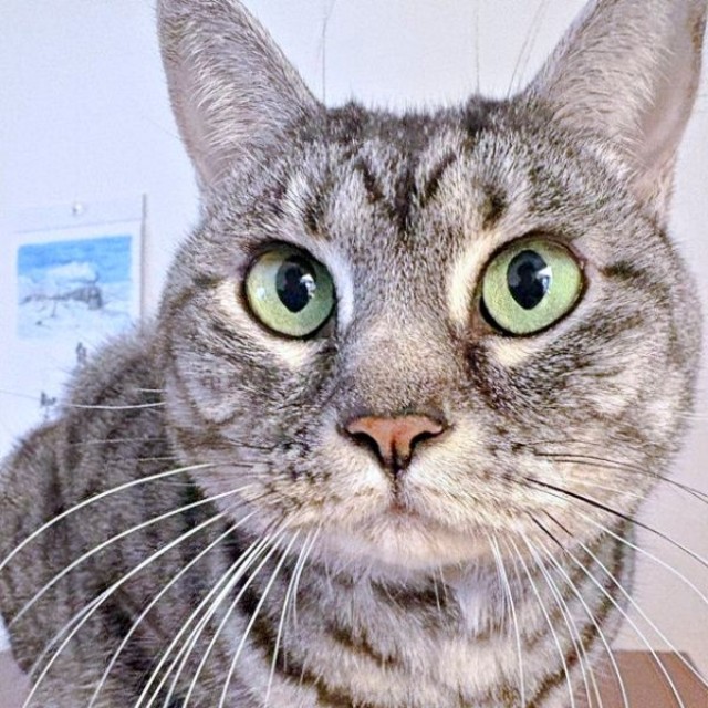 まん丸なお顔と体にフォルムが愛らしいうめちゃん（画像提供：燦巻しおんさん）