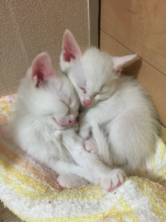 生後1カ月ころ、お迎えされた心ちゃん、空ちゃん（画像提供：ねこいろ日記さん）