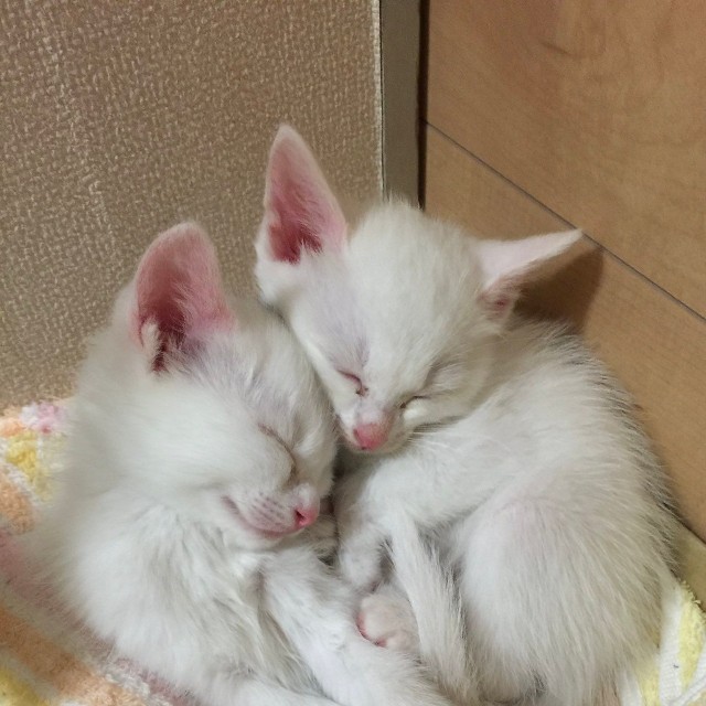 生後1カ月ころ、お迎えされた心ちゃん、空ちゃん（画像提供：ねこいろ日記さん）