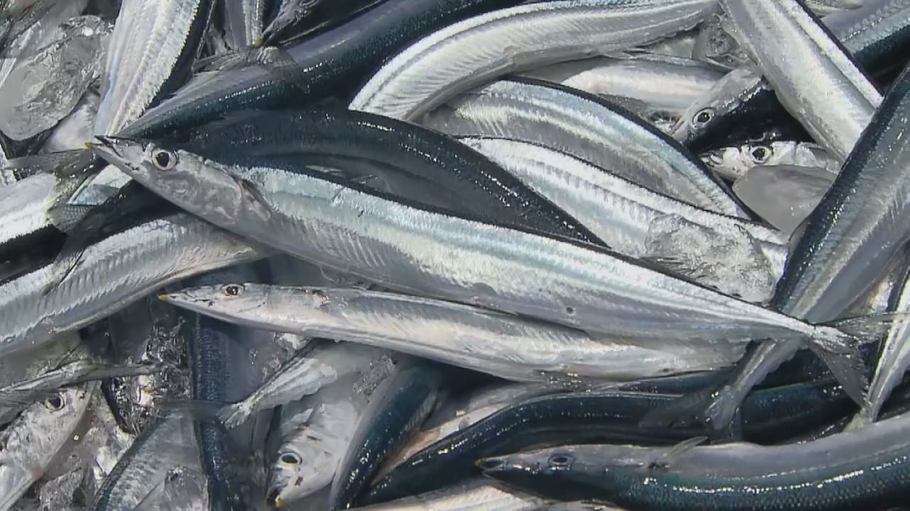 秋の味覚サンマ　宮城県で今季初めて水揚げ　気仙沼漁港