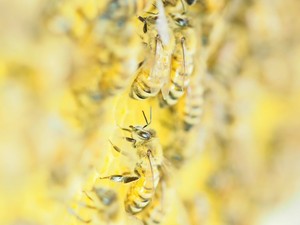 ミツバチは8の字ダンスから目的地への「燃料」まで読み取る　敏腕「運び屋」の実態