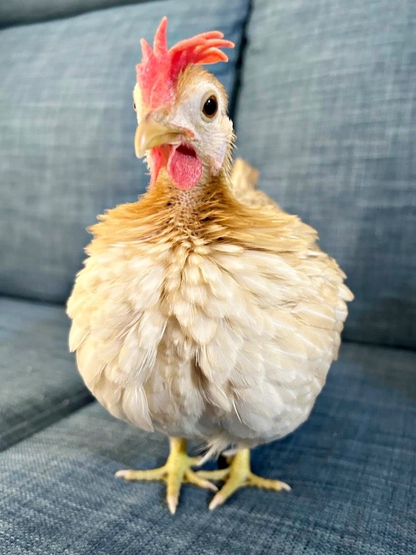 生後5カ月、リビングで過ごす時間が増えたゴマちゃん（画像提供：ぴいちょさん）