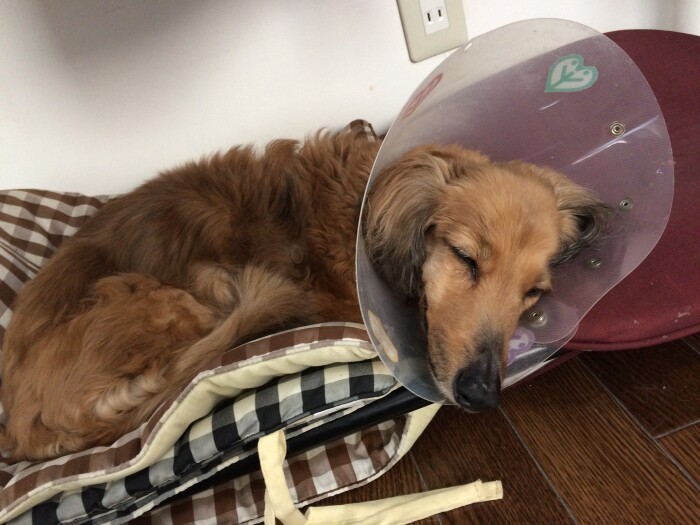 セリカの闘病時、よりよいケアのし方を懸命に勉強した（山中さん提供）