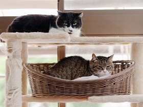 ケガした子猫を守る野良猫の家族、そして死　外の過酷さを知った初代猫たちのこと