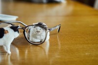 メガネでかくれんぼをしたり