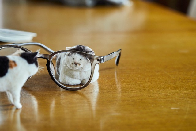 メガネでかくれんぼをしたり