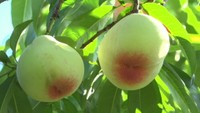 岡山に桃のシーズン到来！　早生品種「はなよめ」の出荷始まる