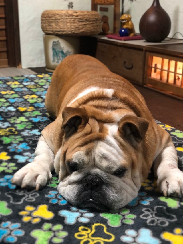 短頭種独特の“ブサカワ”が魅力