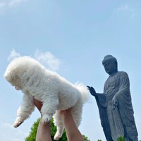 牛久大仏の手が…あんこちゃんの尻尾にピタッ（画像提供：あんことおはぎさん）