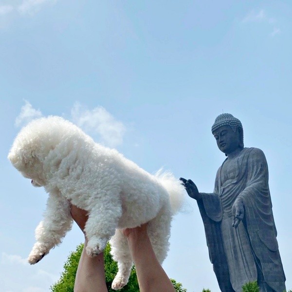 牛久大仏の手が…あんこちゃんの尻尾にピタッ（画像提供：あんことおはぎさん）