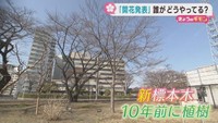 桜の季節　開花予想と開花発表とは