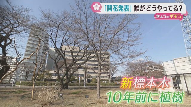 桜の季節　開花予想と開花発表とは