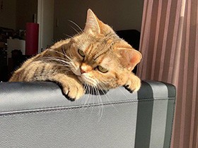 鳥さんが気になってしょうがない、怒りんぼ顔のスコ「スギョン」