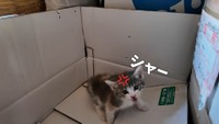 小さく「シャー」と威嚇するおかゆちゃん（提供：おかゆ生活さん）
