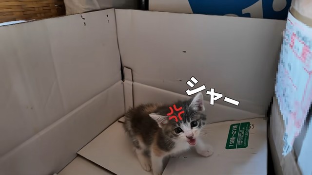 小さく「シャー」と威嚇するおかゆちゃん（提供：おかゆ生活さん）