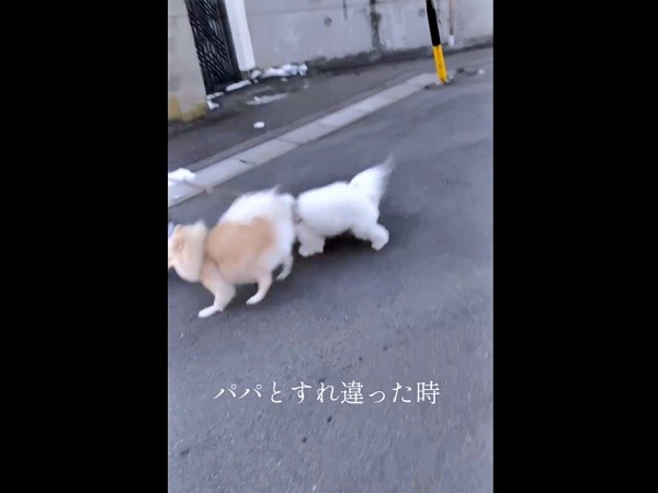 散歩でパパとすれ違うとーーそっぽを向く（左から）ハルくん、エマくん（画像提供：エマハルさん）